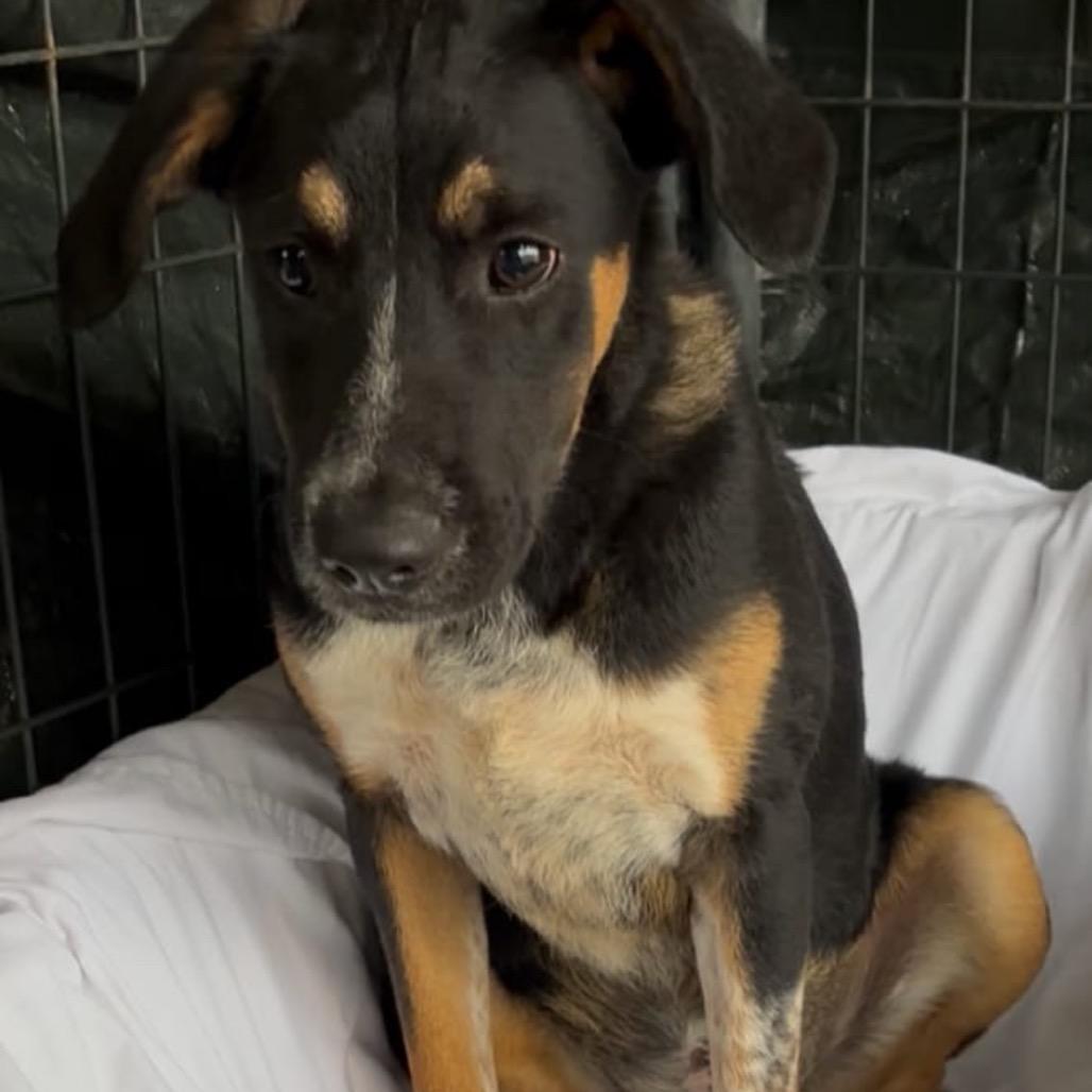 Gina, a Adoptable mixed breed in West Islip, NY image 4/4