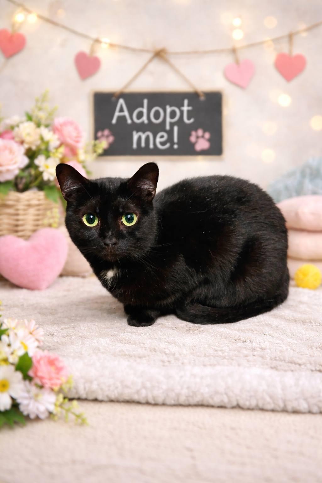 Nova, Adoptable, Adult Female Domestic Short Hair.