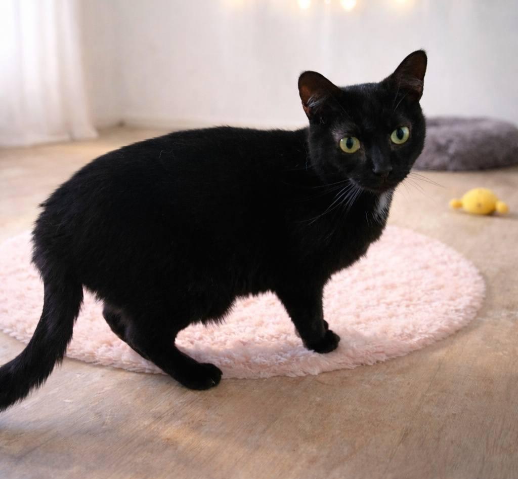 Enlarge Nova, a Adoptable Domestic Short Hair in Fairmont, WV image 2/3