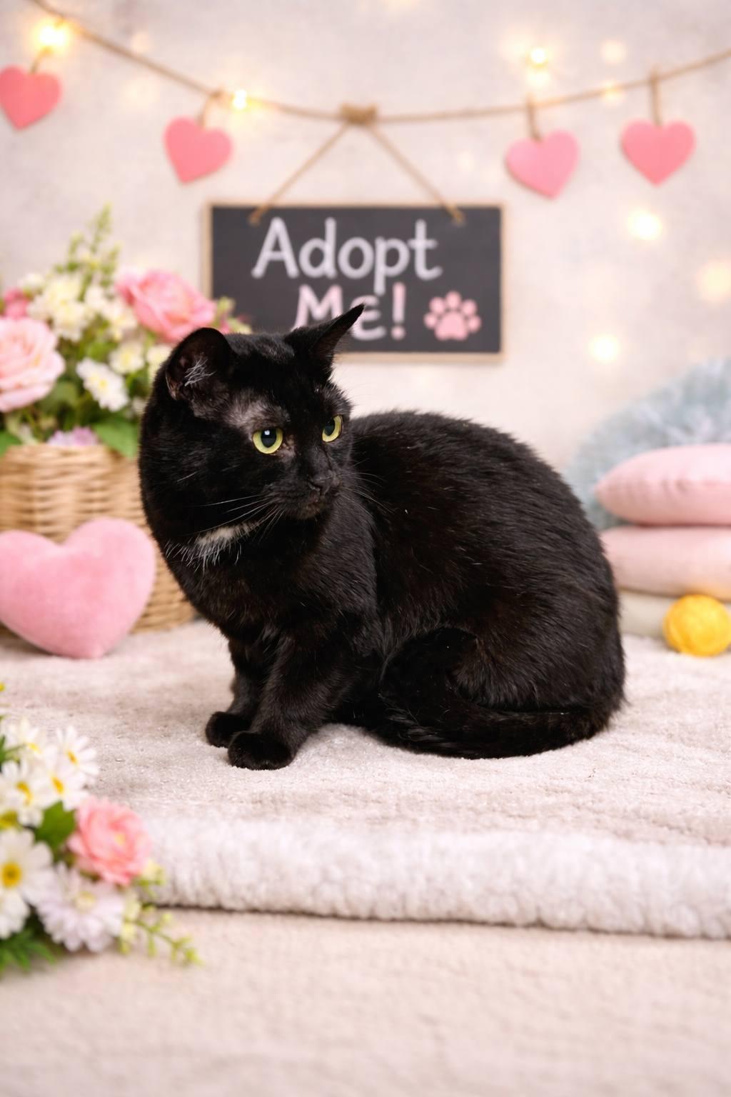 Enlarge Nova, a Adoptable Domestic Short Hair in Fairmont, WV image 3/3