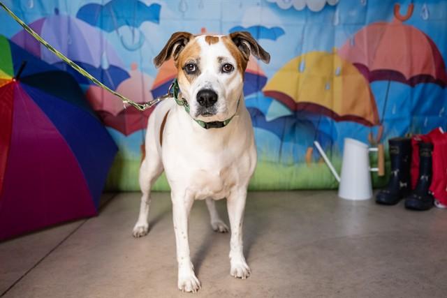 Enlarge POLLY, a Adoptable mixed breed in Minneapolis, MN image 1/1