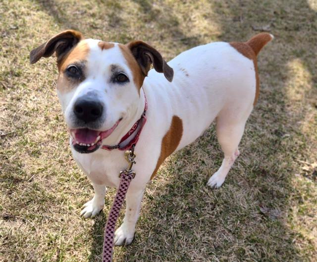 POLLY, Adoptable, Adult Female Pit Bull Terrier & Beagle.