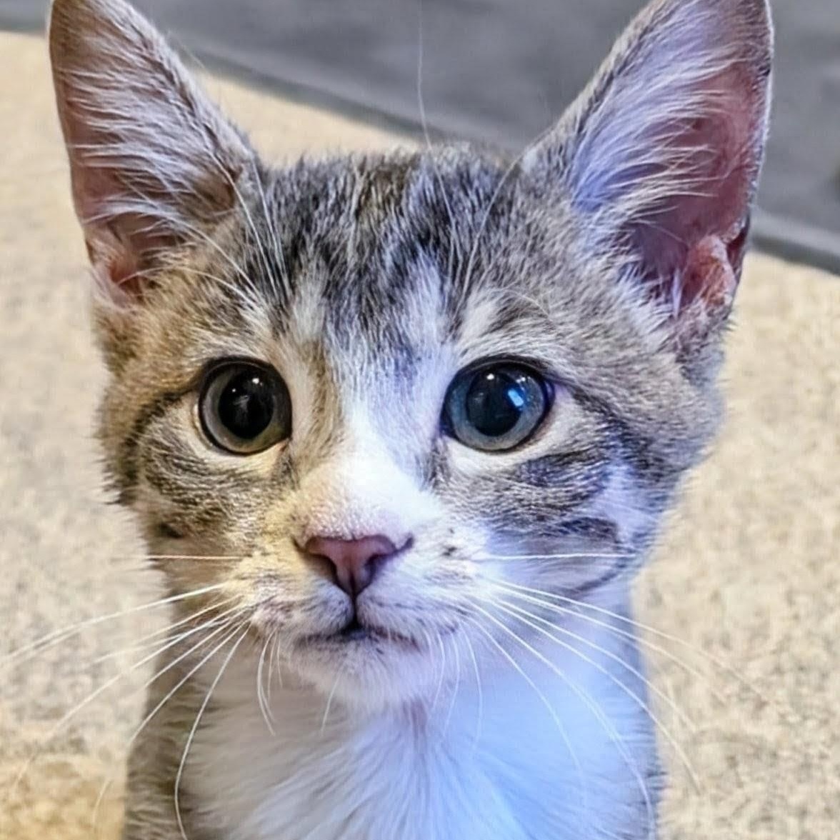Enlarge Sunny Groth, a Adoptable mixed breed in Denver, CO image 3/6