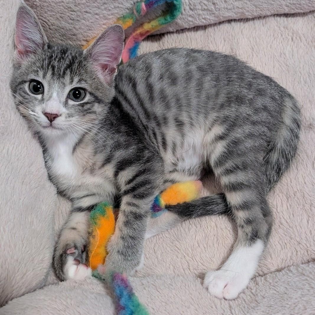 Enlarge Sunny Groth, a Adoptable mixed breed in Denver, CO image 2/6