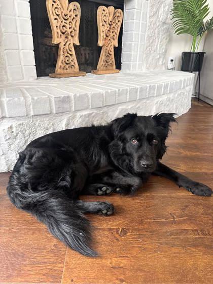 Tax Collector (161043) (In a foster home), adopted, Adult Male Mixed Breed.
