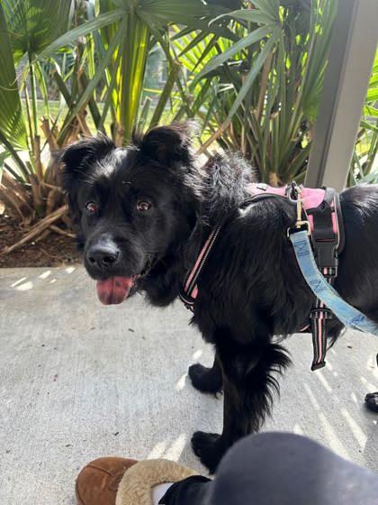 Tax Collector (161043) (In a foster home), an adopted Mixed Breed in Baton Rouge, LA image 5/5