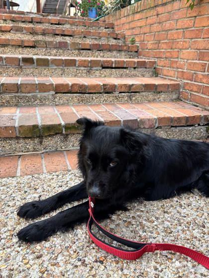 Tax Collector (161043) (In a foster home), an adopted Mixed Breed in Baton Rouge, LA image 2/5