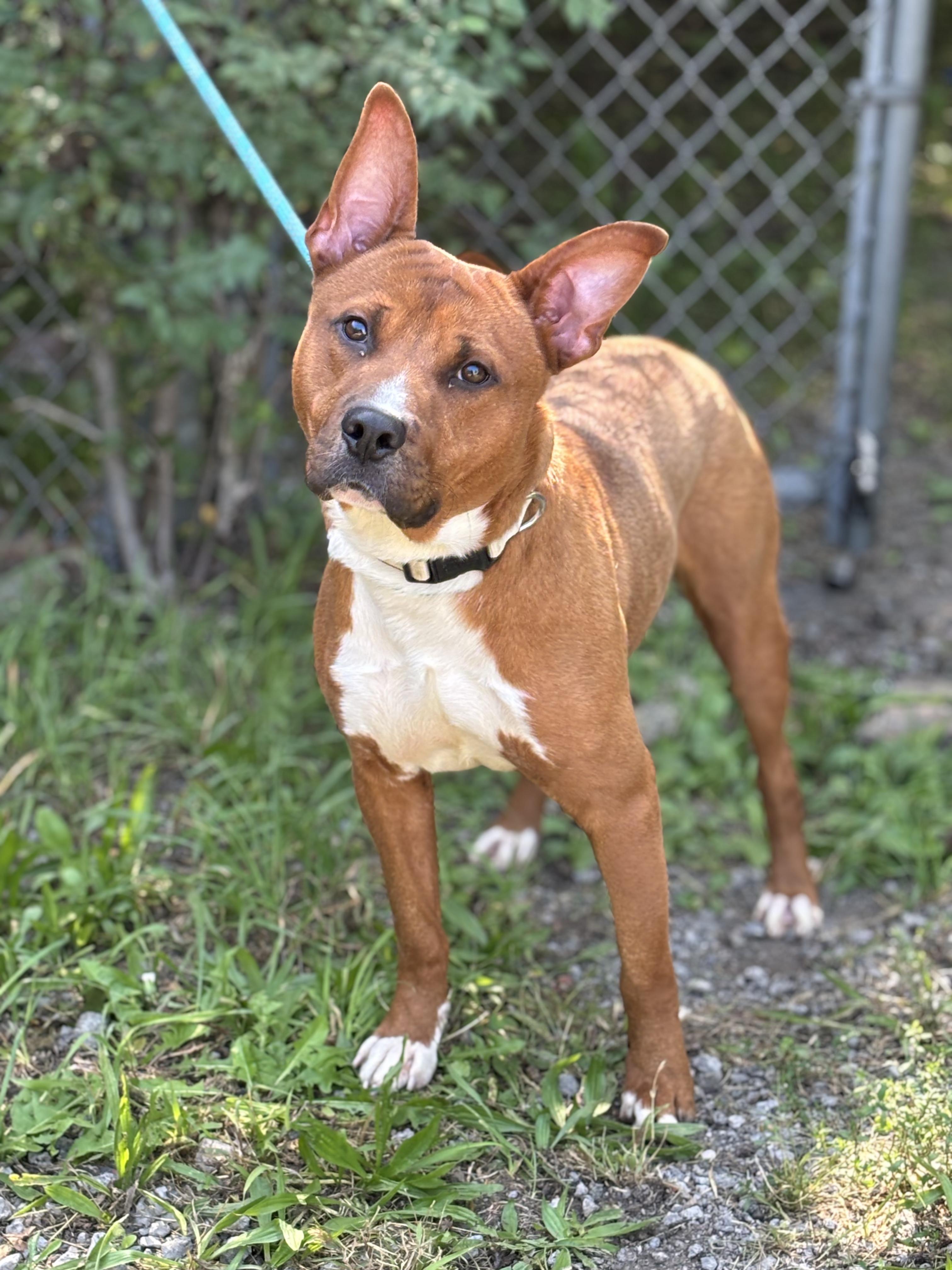 Vito