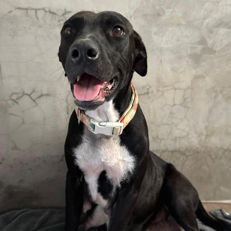 Enlarge Celeste, a Adoptable mixed breed in Portland, OR image 3/4