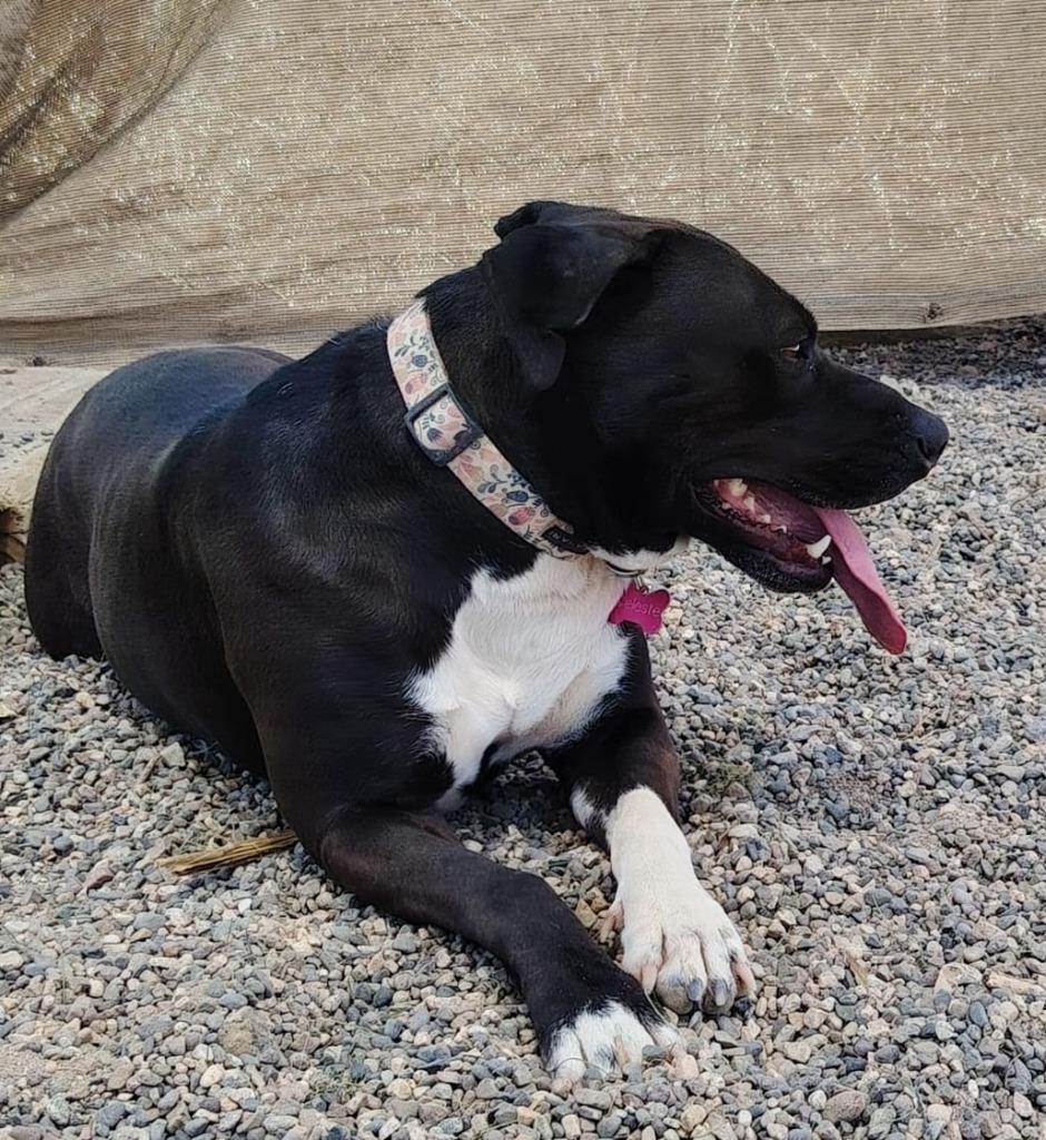 Enlarge Celeste, a Adoptable mixed breed in Portland, OR image 4/4