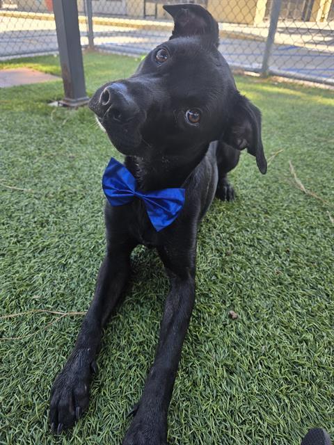 LAFFINGWELL, Adoptable, Young Male Labrador Retriever & Mixed Breed.