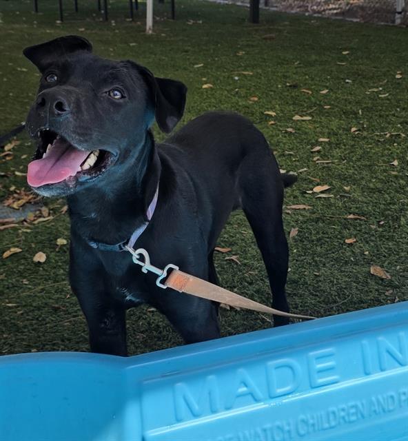 LAFFINGWELL, Adoptable, Young Male Labrador Retriever & Mixed Breed.