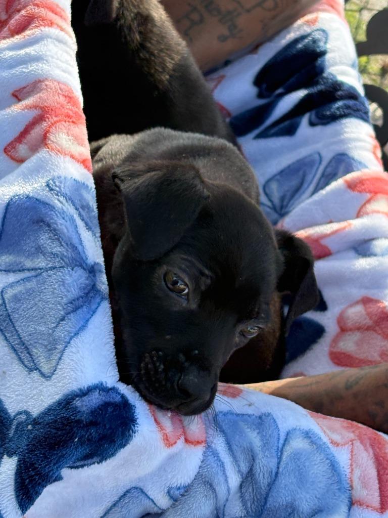 CC, Adoptable, Young Female Labrador Retriever & Mixed Breed.