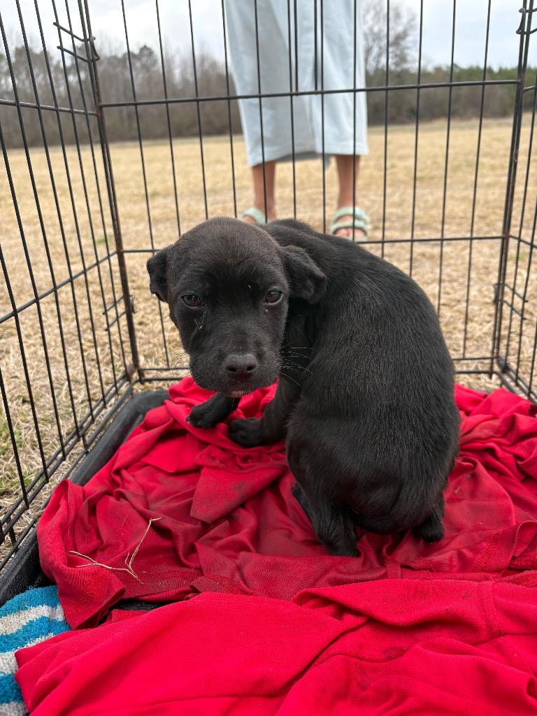 Enlarge CC, a Adoptable mixed breed in Effingham, SC image 2/2