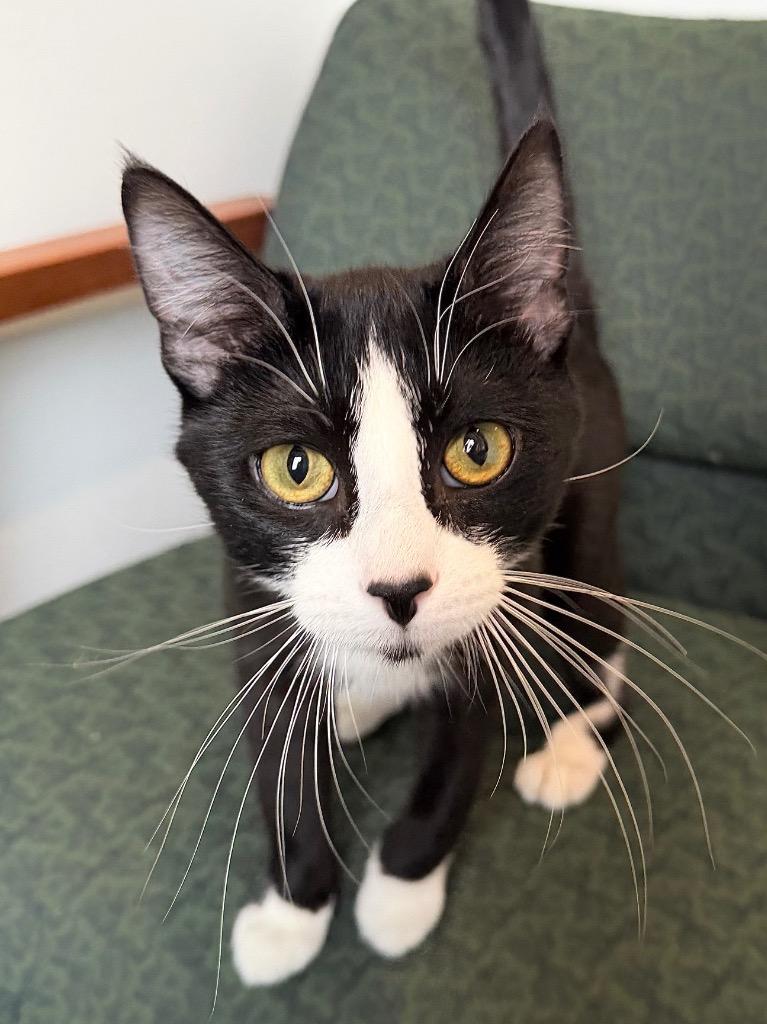 Enlarge Mr. Suit, a Adoptable mixed breed in Menomonie, WI image 2/3