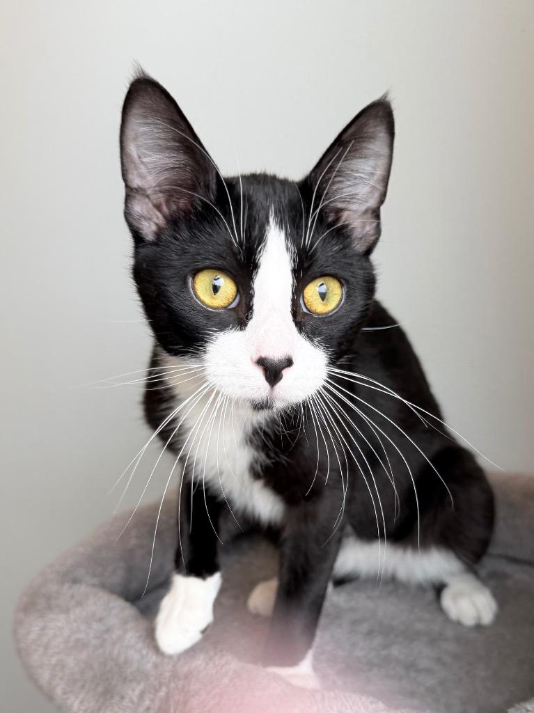 Enlarge Mr. Suit, a Adoptable mixed breed in Menomonie, WI image 3/3