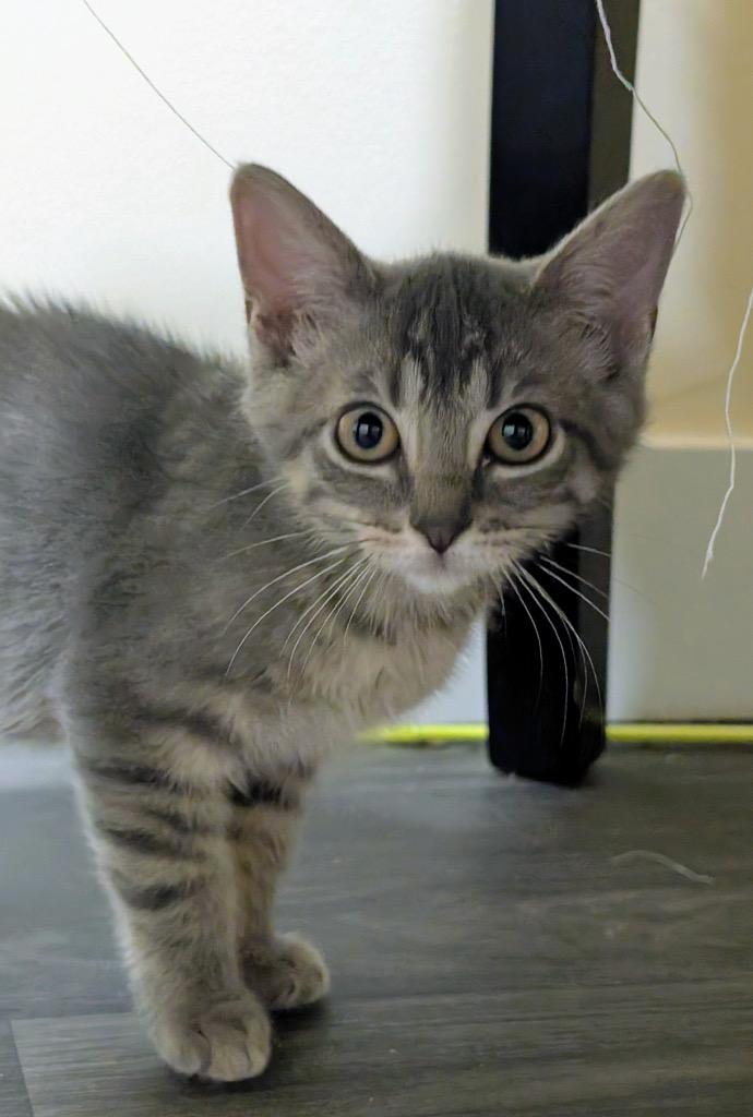 Freedom, Adoptable, Kitten Female Domestic Short Hair.
