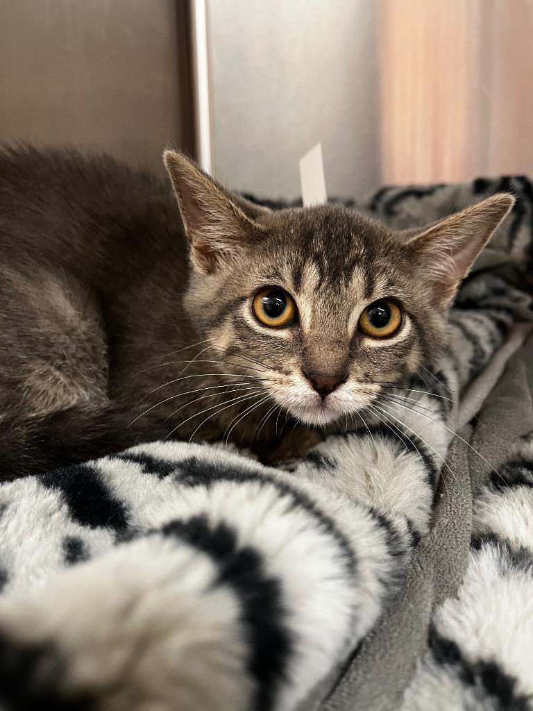 Enlarge Freedom, a Adoptable mixed breed in Logan, UT image 2/2