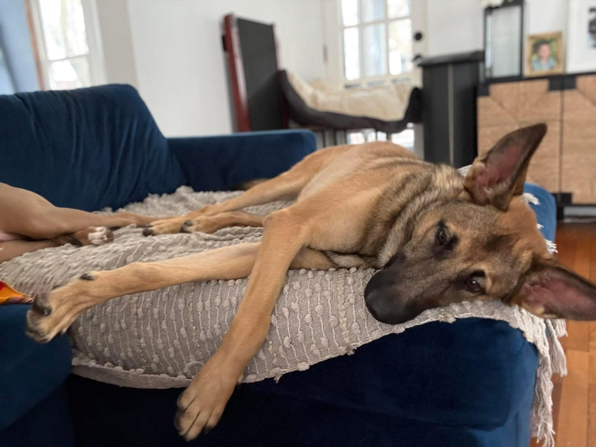 Enlarge Bertha, an adoptable German Shepherd Dog in New Rochelle, NY image 5/6