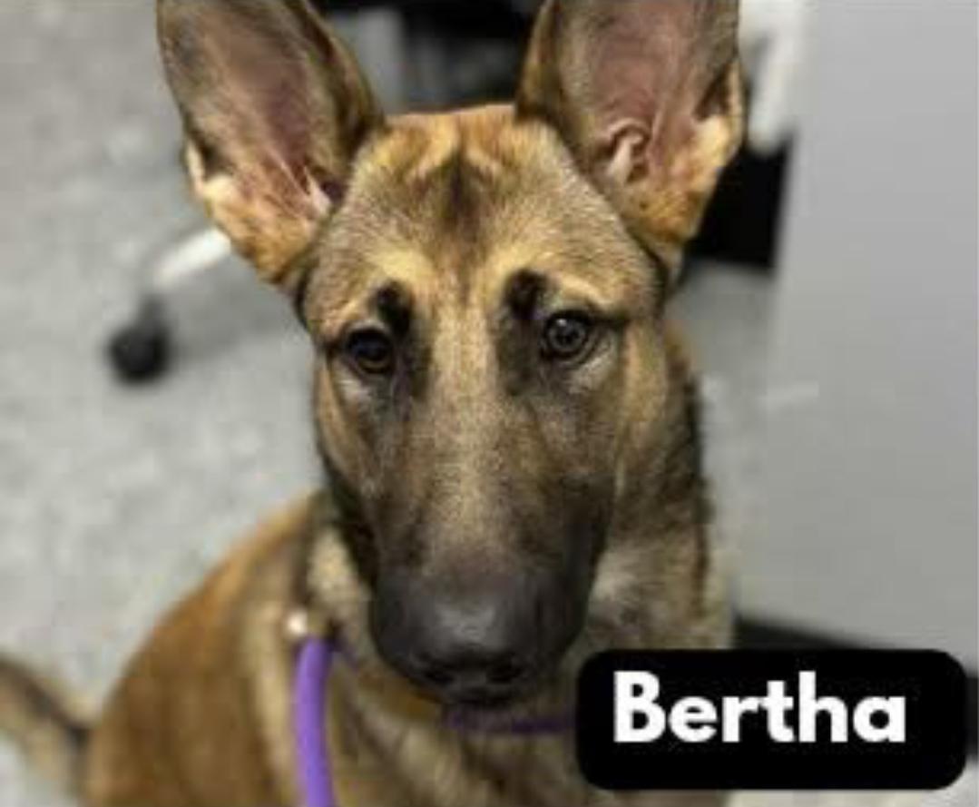 Bertha, adoptable, Young Female German Shepherd Dog.
