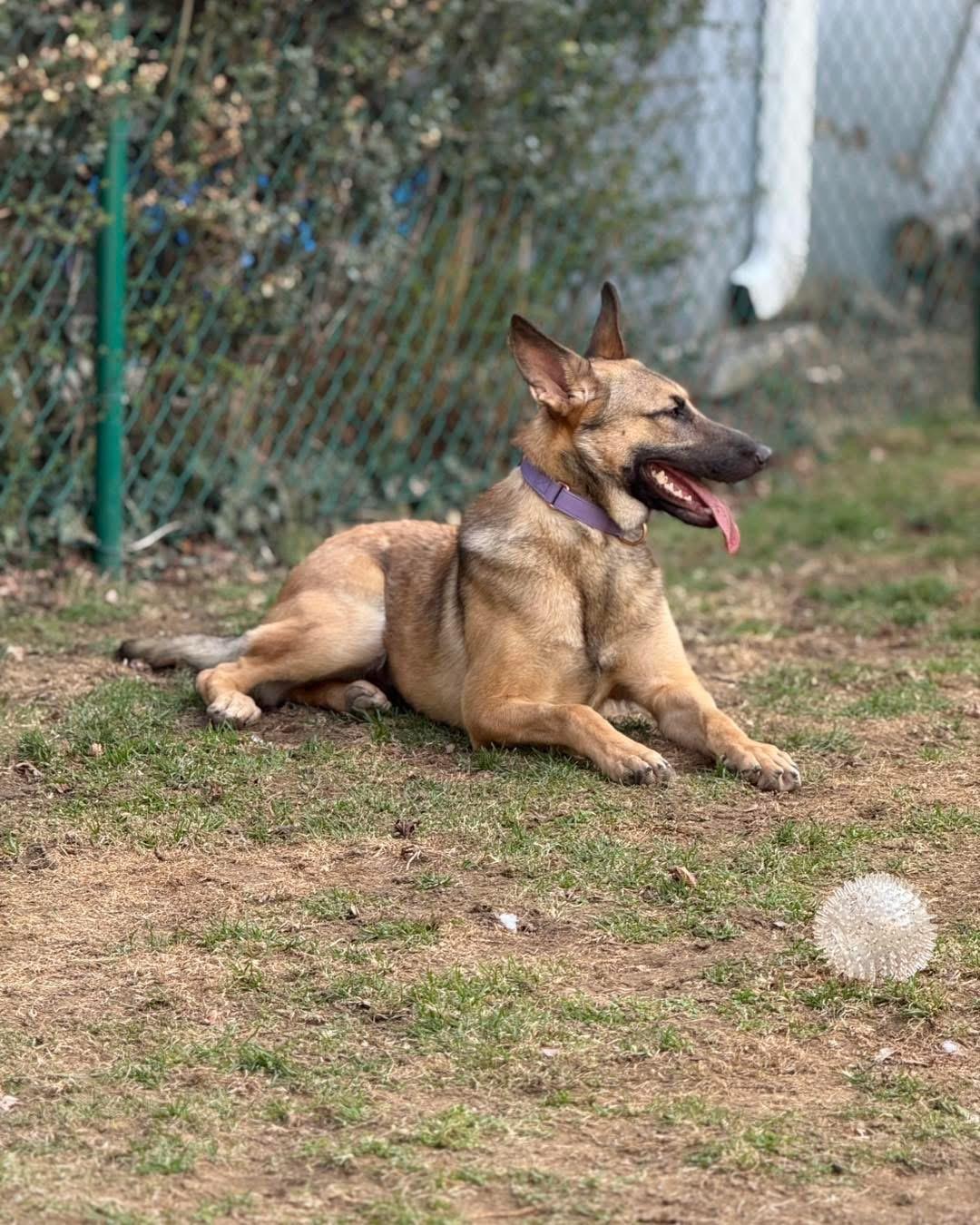Enlarge Bertha, an adoptable German Shepherd Dog in New Rochelle, NY image 6/6