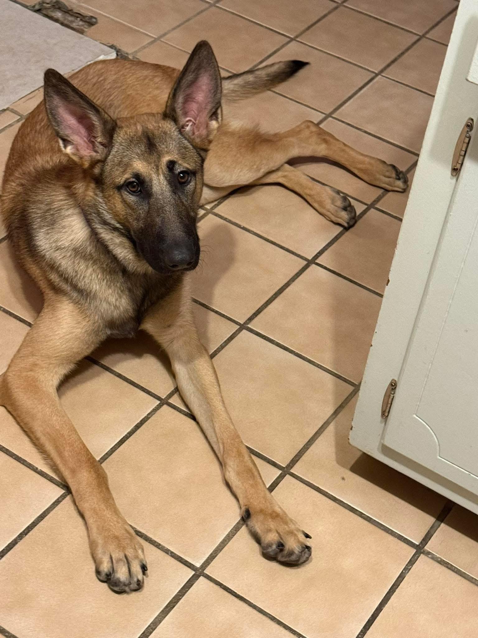 Enlarge Bertha, an adoptable German Shepherd Dog in New Rochelle, NY image 4/6