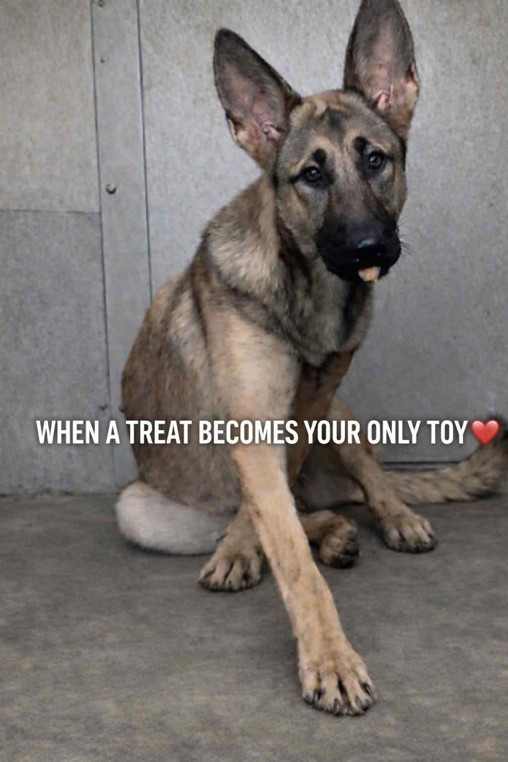 Enlarge Bertha, an adoptable German Shepherd Dog in New Rochelle, NY image 3/6