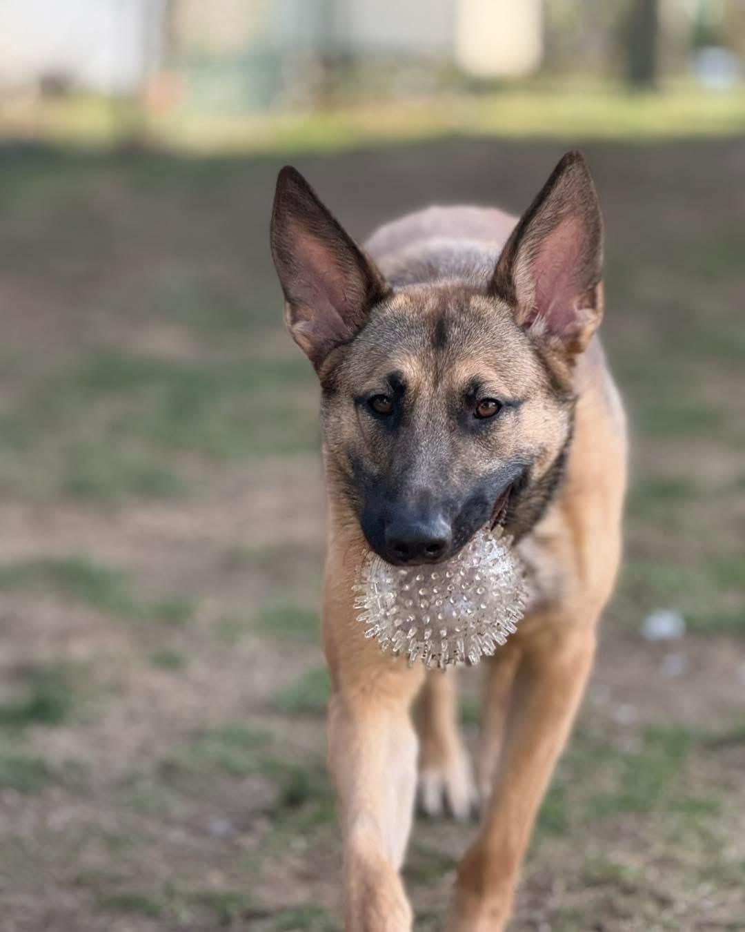 Enlarge Bertha, an adoptable German Shepherd Dog in New Rochelle, NY image 2/6