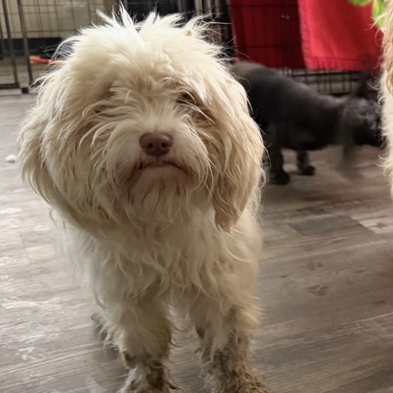 Enlarge Cosmos, a Adoptable mixed breed in Sequatchie, TN image 1/1