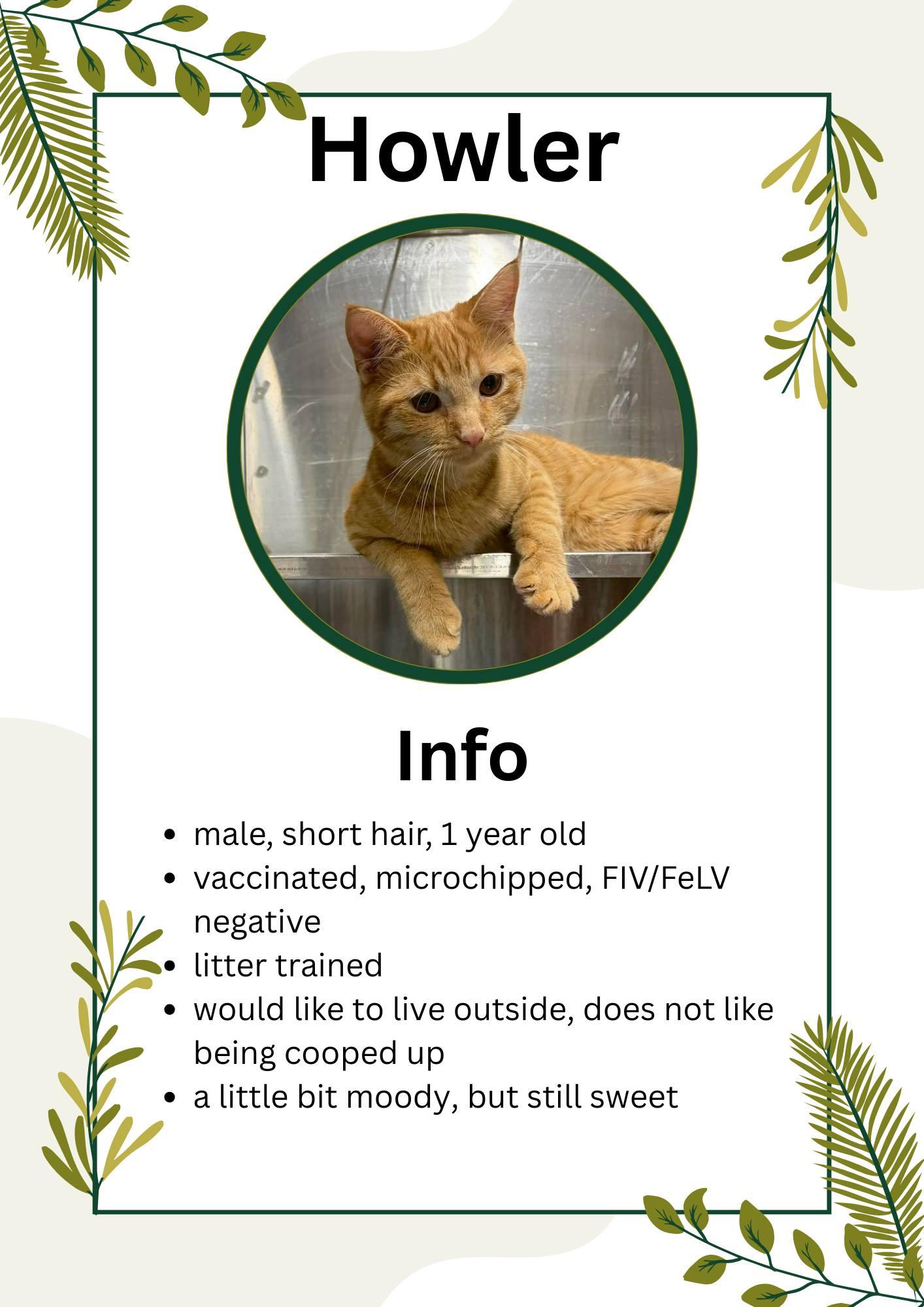 Enlarge Howler, an adopted Domestic Short Hair in Greensburg, IN image 1/1