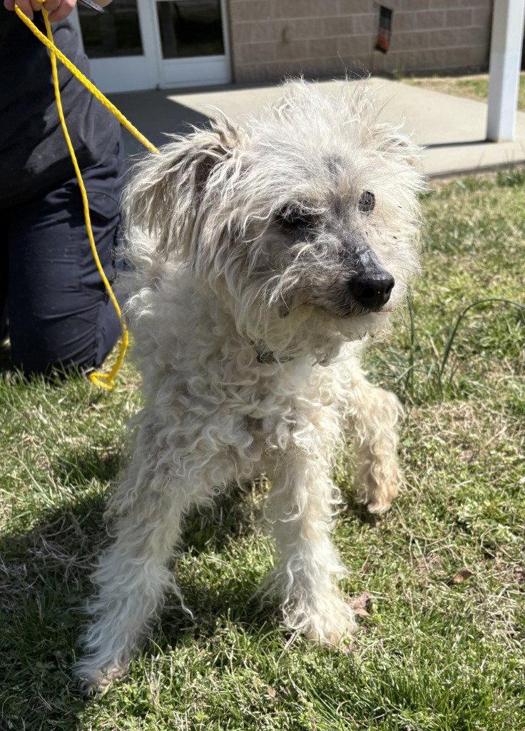Enlarge PR 53 Drew, a Adoptable Poodle in Glen Allen, VA image 1/3