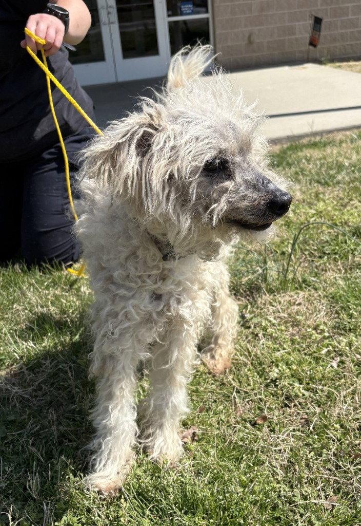 Enlarge PR 53 Drew, a Adoptable Poodle in Glen Allen, VA image 2/3