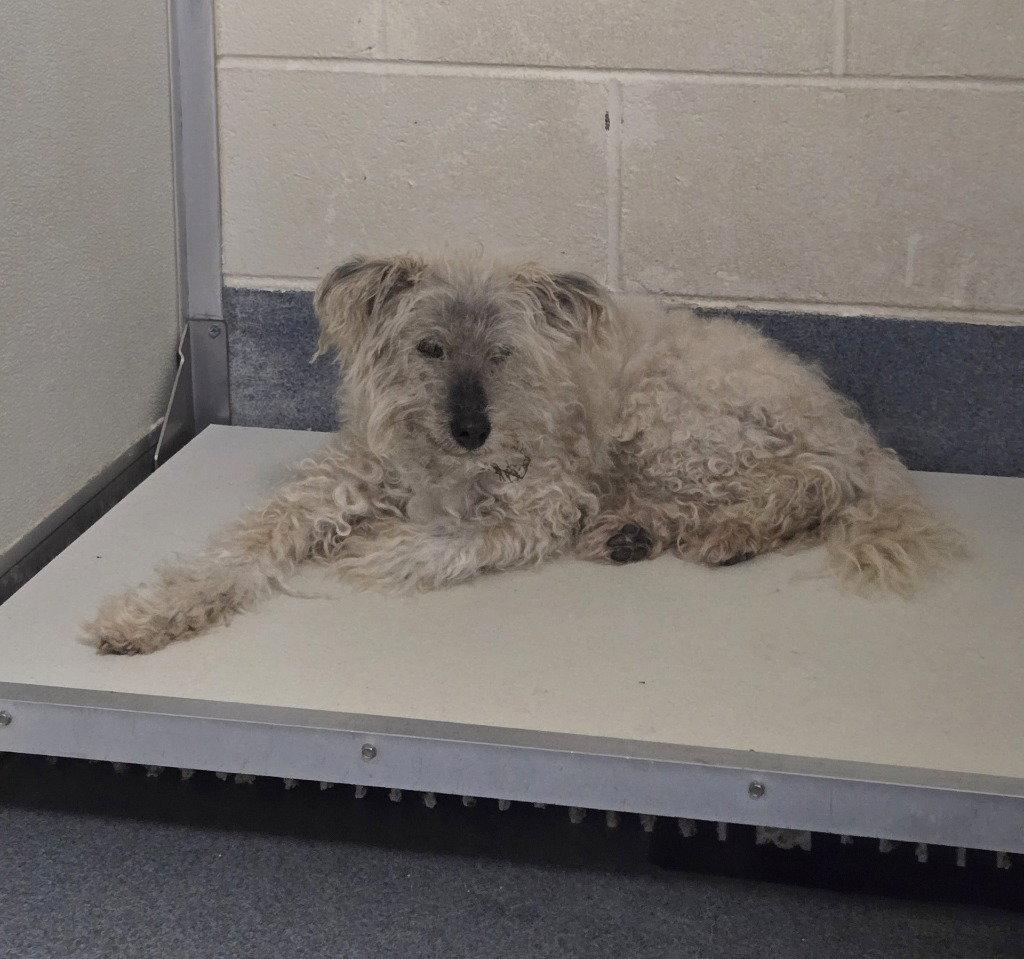 Enlarge PR 53 Drew, a Adoptable Poodle in Glen Allen, VA image 3/3