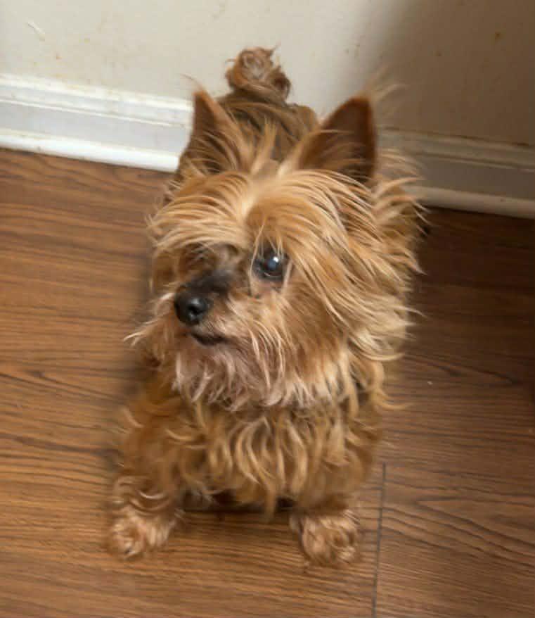 Enlarge Apple, an adopted Yorkshire Terrier in Hillsdale, NY image 1/2
