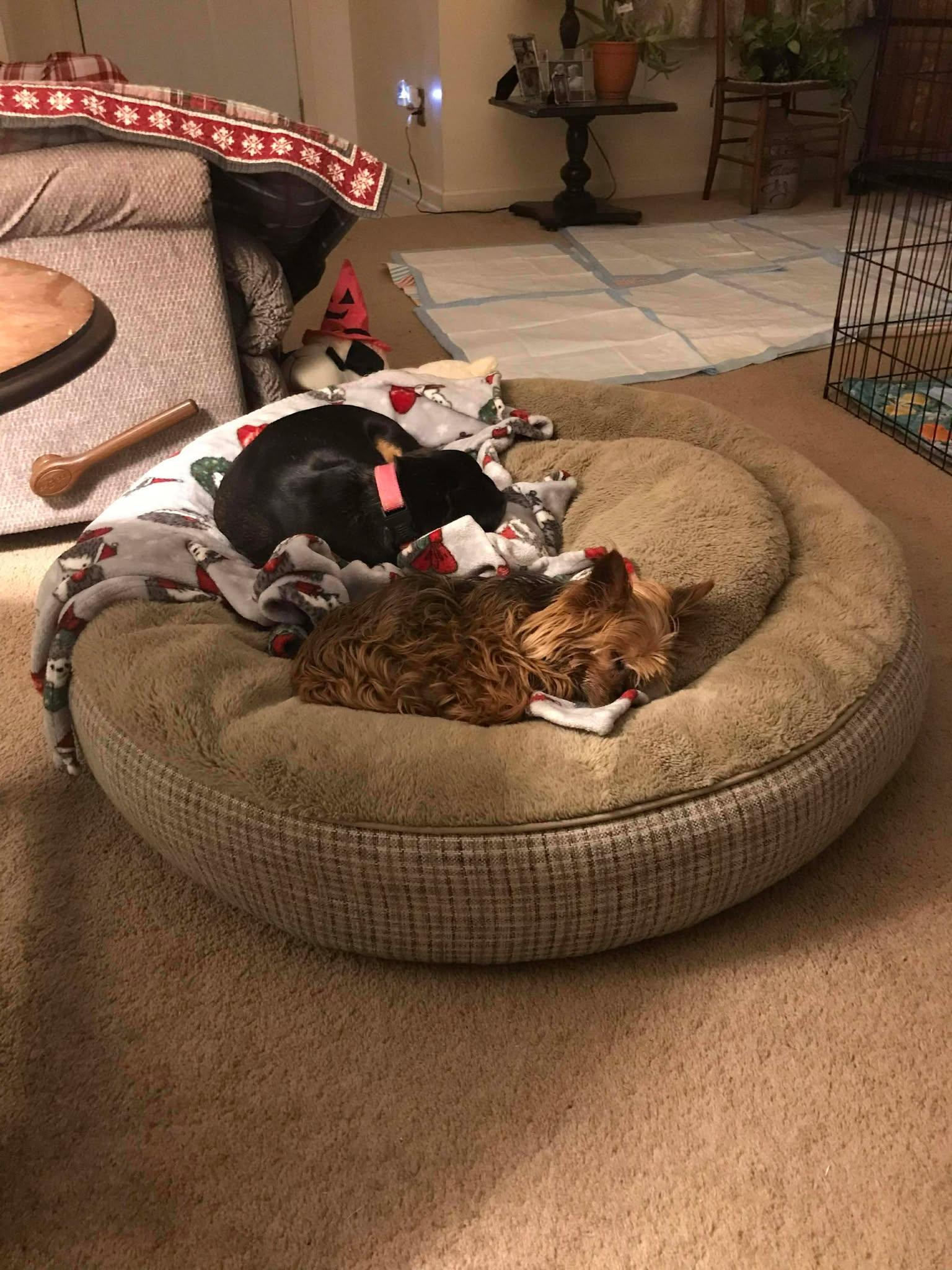 Enlarge Apple, an adopted Yorkshire Terrier in Hillsdale, NY image 2/2