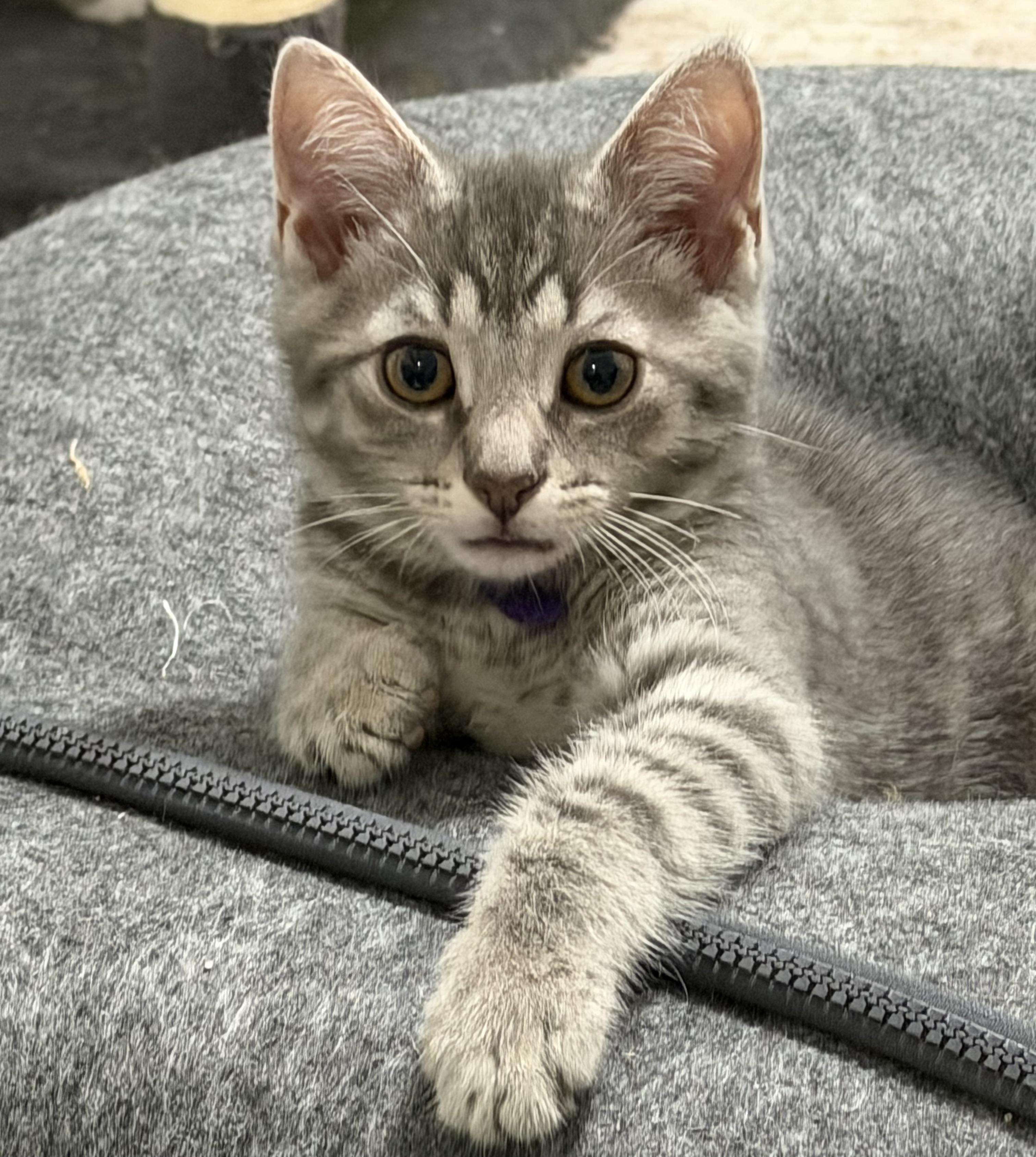Berlioz & Rollo, Adoptable, Kitten Male Domestic Short Hair.