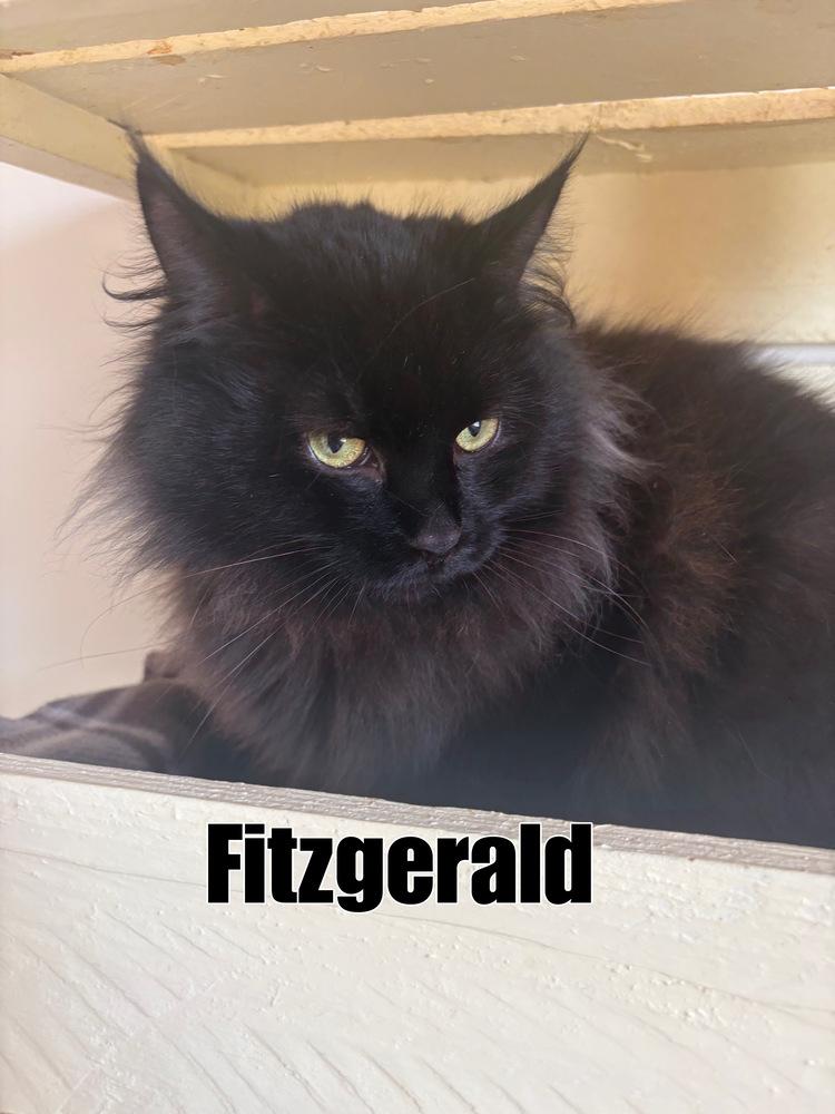 Enlarge Fitzgerald, a Adopted Domestic Long Hair in Rochester, IN image 1/1