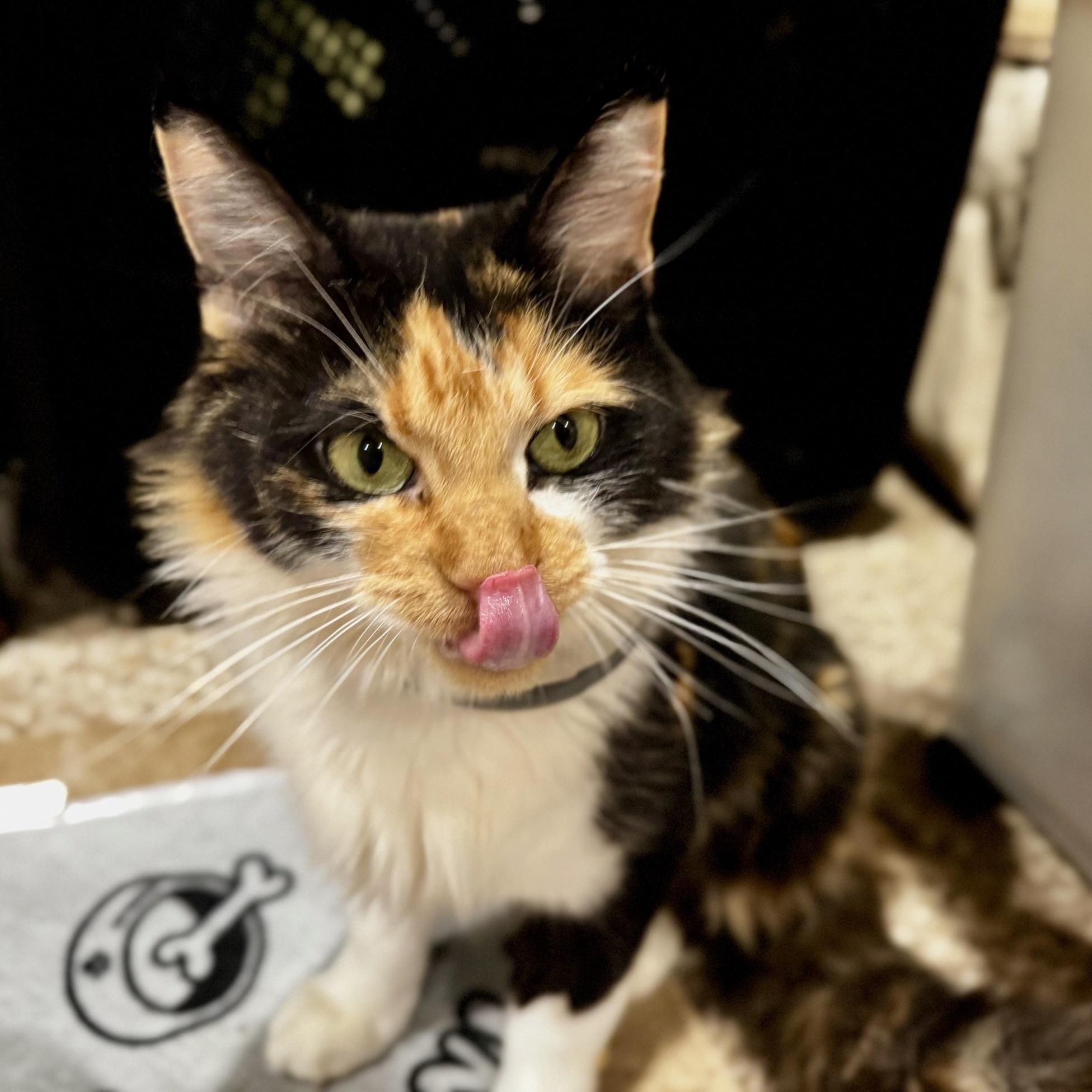 Phoebe, Adoptable, Adult Female Calico & Maine Coon.