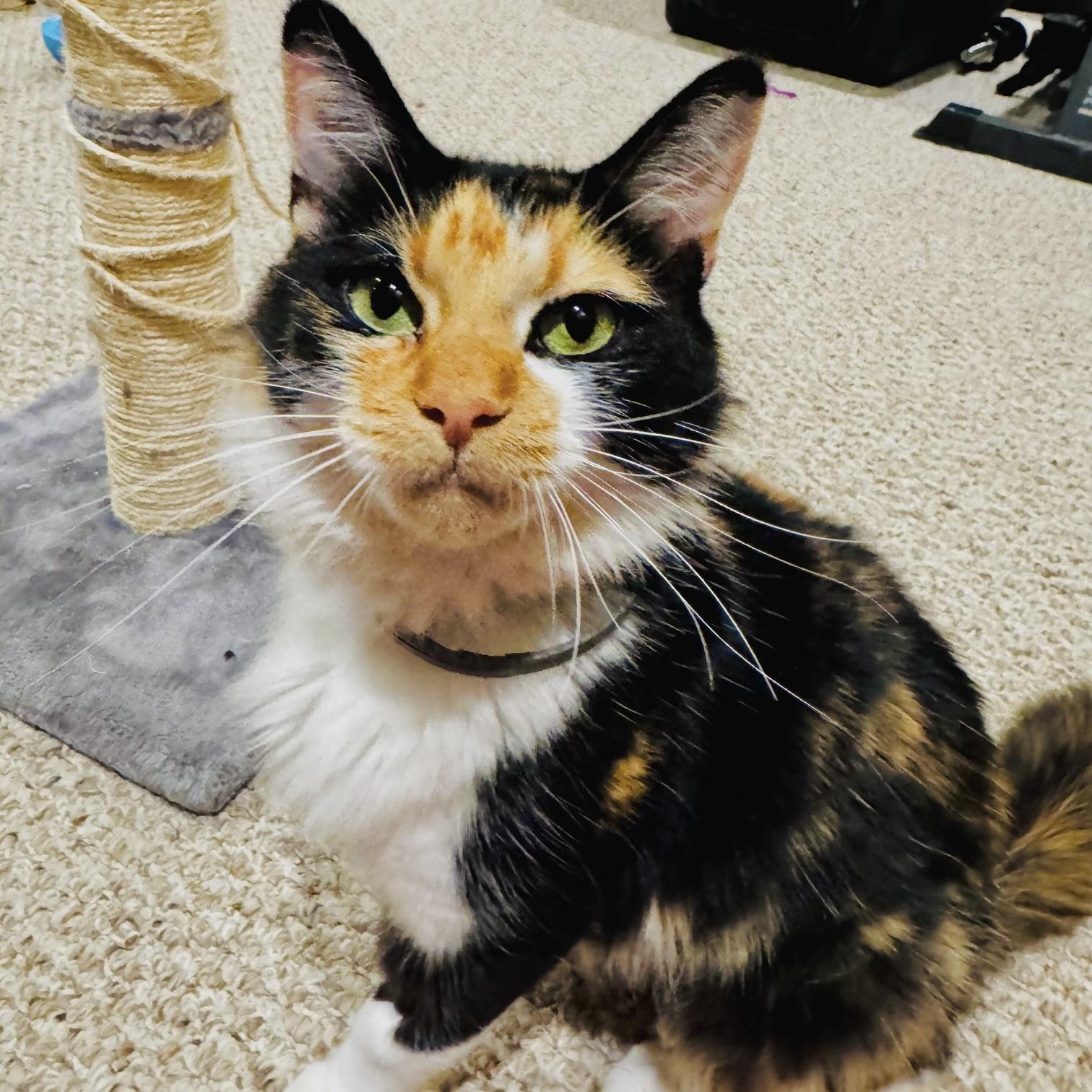 Phoebe, a Adoptable mixed breed in Prior Lake, MN image 2/5