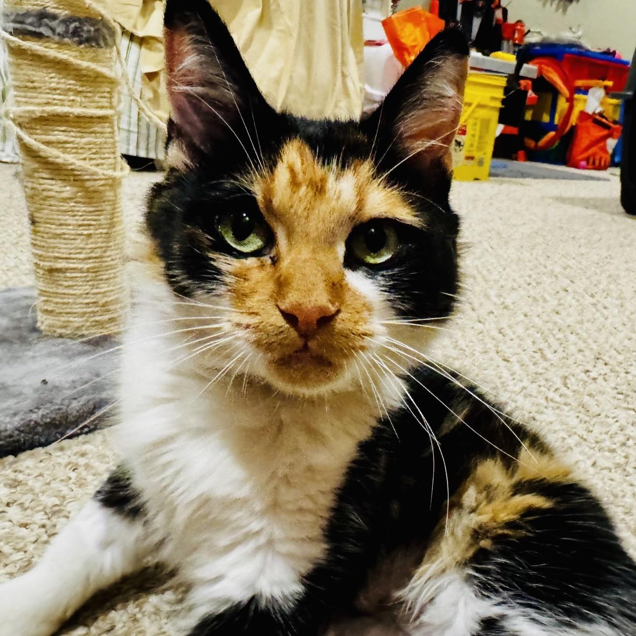 Phoebe, a Adoptable mixed breed in Prior Lake, MN image 4/5