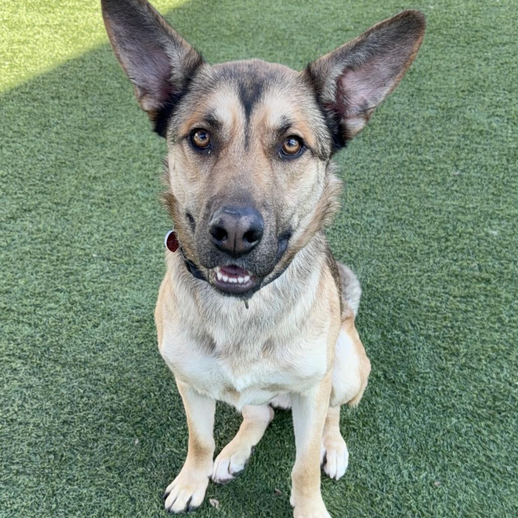 Enlarge Toro A2165843, a Adoptable mixed breed in San Antonio, TX image 1/6