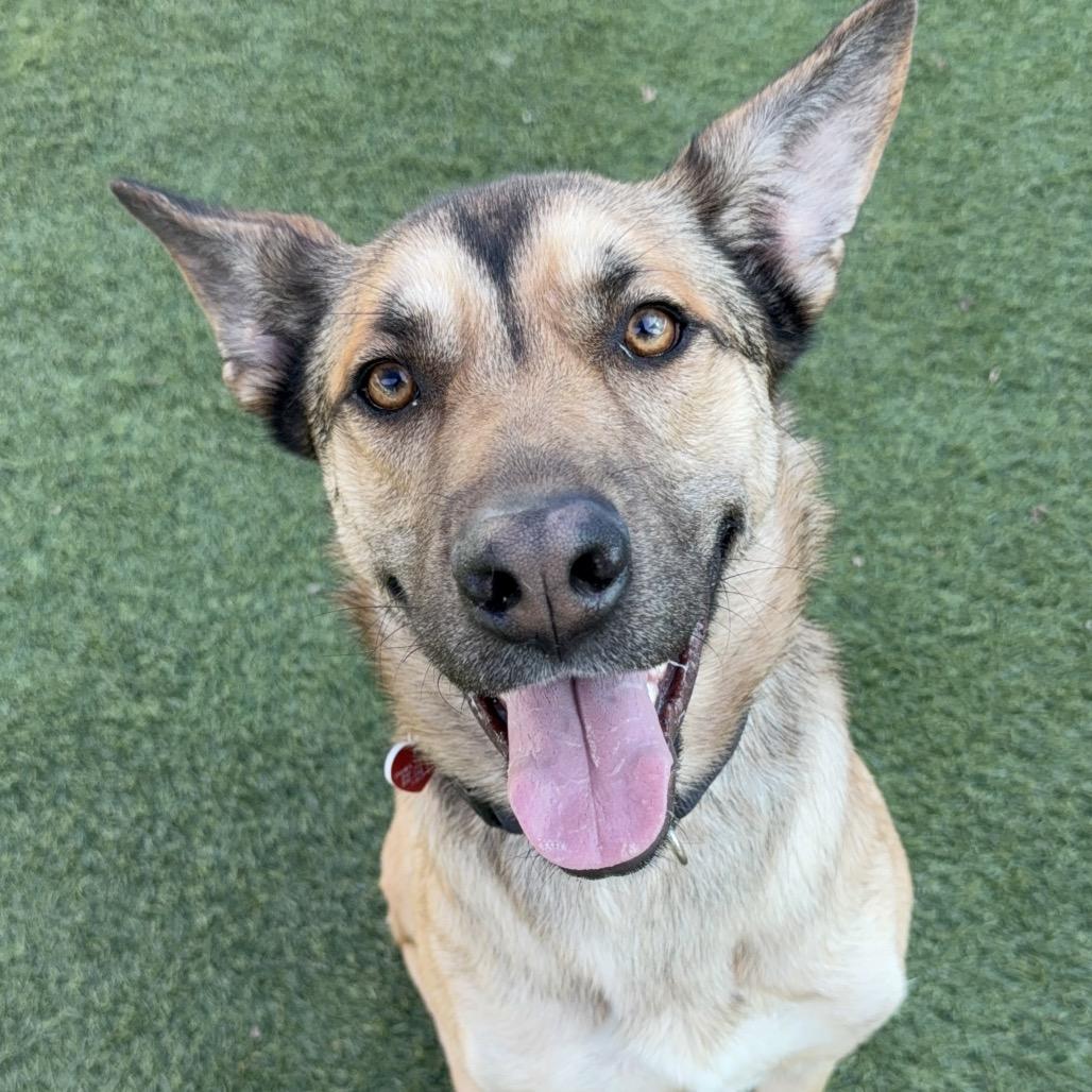 Enlarge Toro A2165843, a Adoptable mixed breed in San Antonio, TX image 2/6