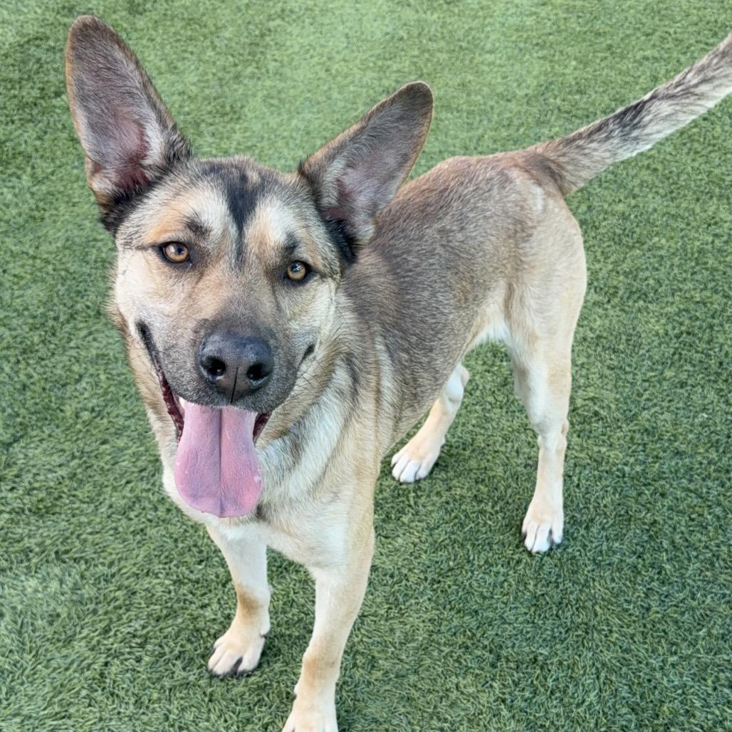 Enlarge Toro A2165843, a Adoptable mixed breed in San Antonio, TX image 3/6