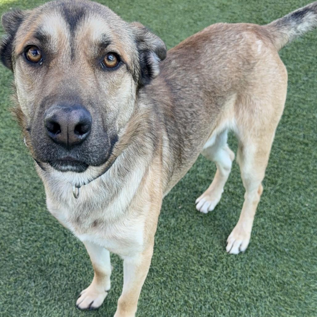 Enlarge Toro A2165843, a Adoptable mixed breed in San Antonio, TX image 5/6