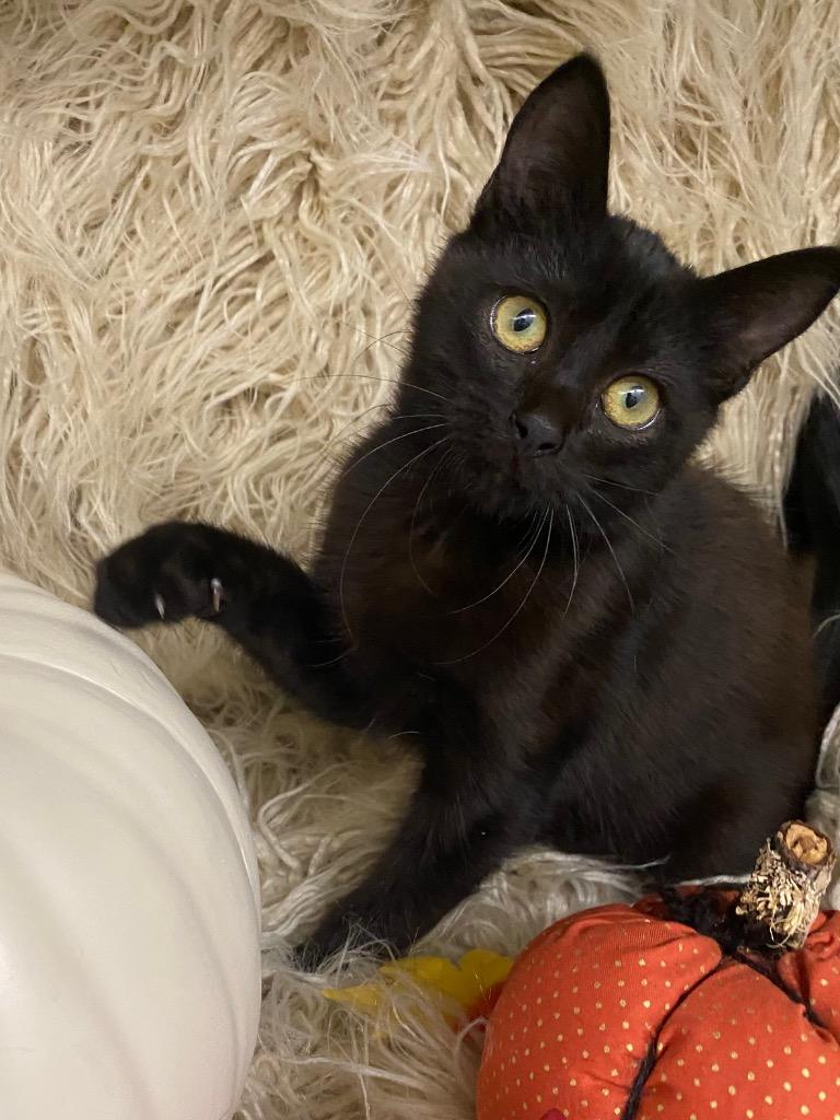 Heath Bar, Adoptable, Kitten Male Domestic Medium Hair.