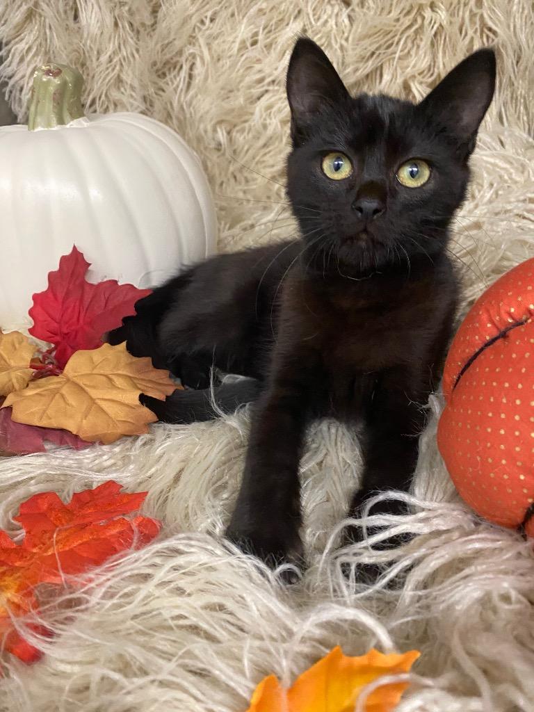 Enlarge Heath Bar, a Adoptable mixed breed in Grants Pass, OR image 3/5