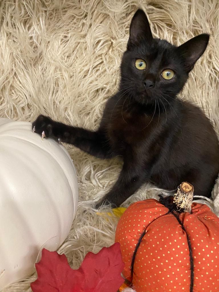 Enlarge Heath Bar, a Adoptable mixed breed in Grants Pass, OR image 4/5