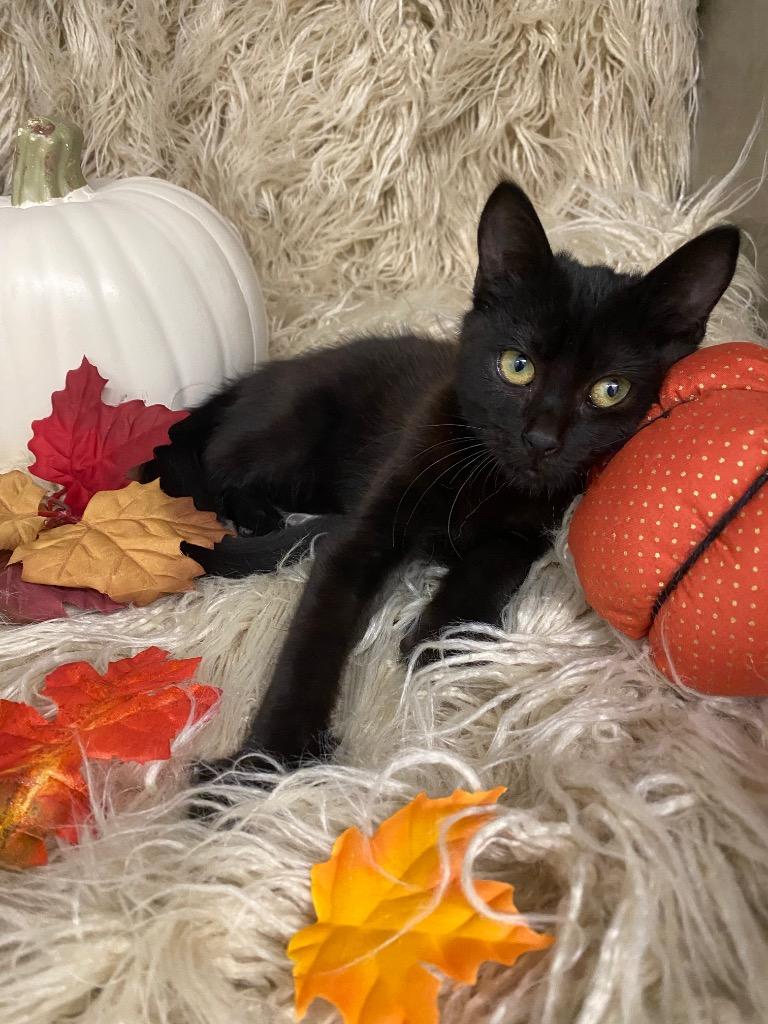 Enlarge Heath Bar, a Adoptable mixed breed in Grants Pass, OR image 5/5