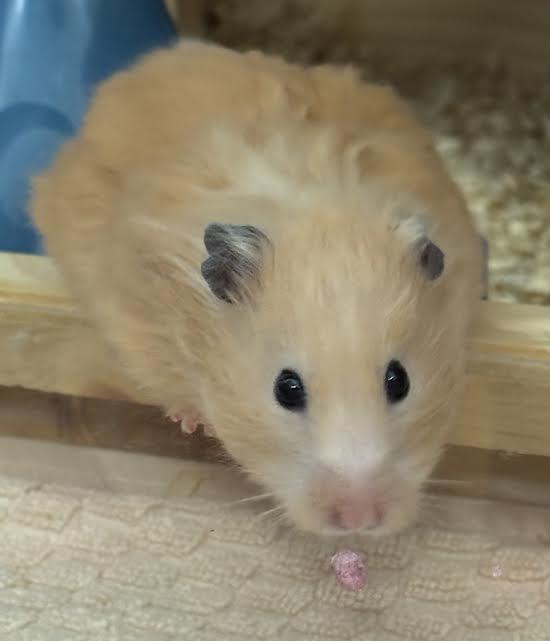 Enlarge Hammi, an adopted Hamster in Marblehead, MA image 2/2