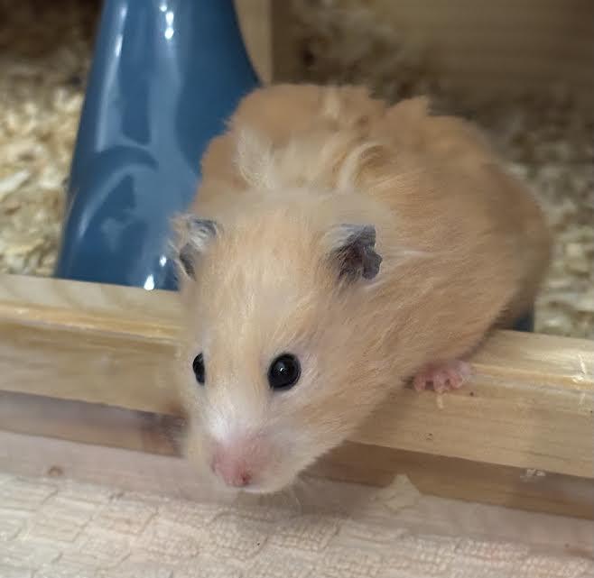 Hammi, adopted, Adult Female Hamster.